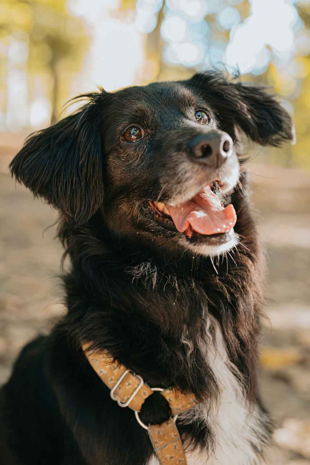 natur-praxis-behandlung-hunde